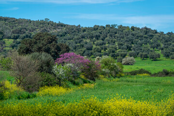 Paysage de Toscane au printemps