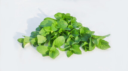 isolated fresh green spearmint, garden mint, common mint, lamb mint and mackerel mint with white background