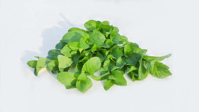 stock photo of fresh green spearmint, garden mint, common mint, lamb mint and mackerel mint with white background