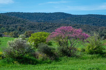 Paysage de Toscane au printemps