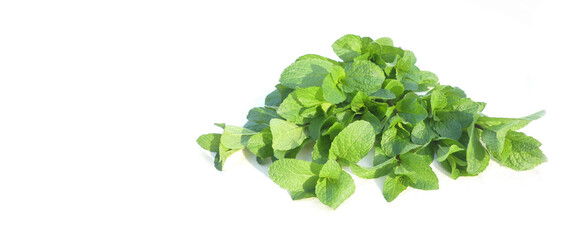 fresh isolated green leaves of spearmint on white background