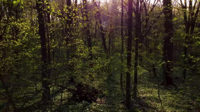 Forest in spring. Sunset in the spring forest. Video from a drone 4k. Drone flight through the evening forest. Drone flight between trees in the forest. Ukrainian landscapes 4K