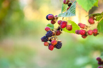 Close up blackberries. Defocused fresh blackberries in the garden. A bunch of ripe blackberries on a branch with green leaves. Blackberry grows on bushes closeup.