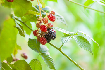 Close up blackberries. Defocused fresh blackberries in the garden. A bunch of ripe blackberries on a branch with green leaves. Blackberry grows on bushes closeup.