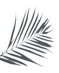 PNG Shadow of palm leaves, transparent background
