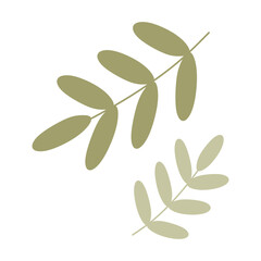 Naklejka premium Flat Green Palm tree Branch, Cartoon Acacia Leaves. Closeup isolated Illustration on white background. Vector Botany design Element for Card, Spring Holidays Decoration, Wedding Invitation.