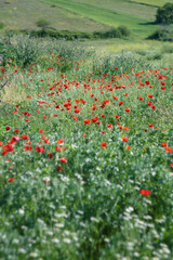 plants, spring, flora, spring, blades, nature, flower, cultivati