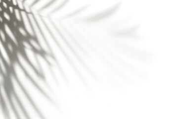 PNG Shadow of palm leaves, transparent background