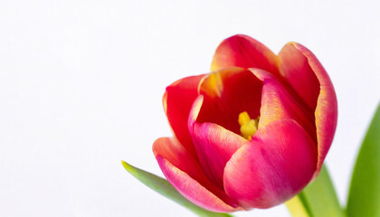 Naklejka premium a vibrant red tulip against a white background.
