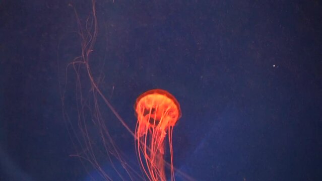 jellyfish change colors inside Depp water
red blue green
meduza