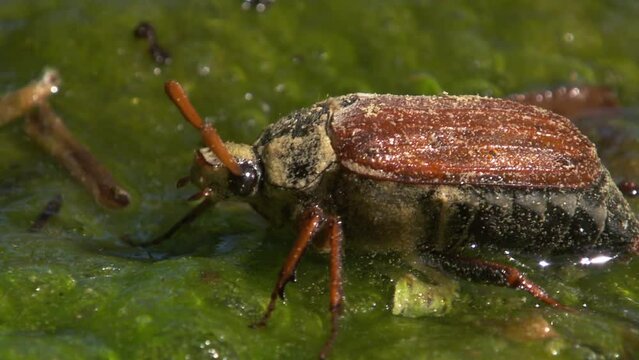 cockchafer fell into  a pond