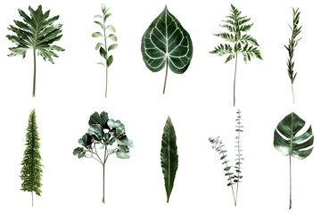 PNG Green foliage  set, transparent background