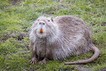 A grey fur nutria sits on the green grass and looks toward the camera lens on a cloudy spring evening.