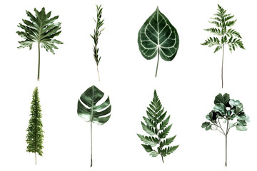 PNG Green foliage set, transparent background