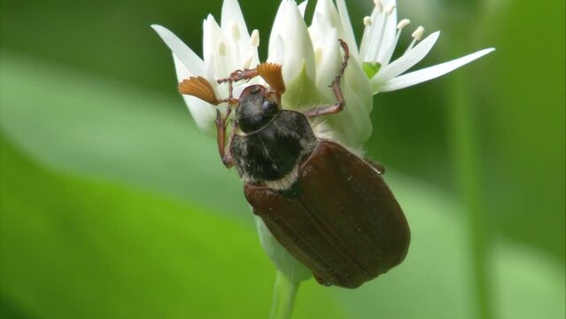 cockchafer at wild garlic blossom