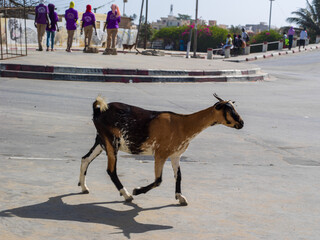 Une chèvre dans une rue de la vieille ville de Saint Louis au Sénégal en Afrique