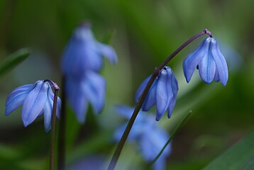 blue snowdrop flowers on a green background. spring. coppice, primroses