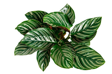 Calathea Ornata leaves transparent png © Rawpixel.com