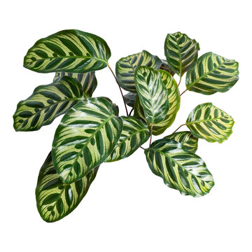 Calathea Makoyana leaves transparent png