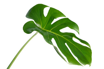 Split leaf philodendron, monstera plant element transparent png © Rawpixel.com