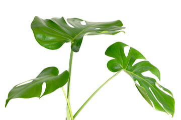 Split leaf philodendron, monstera plant element transparent png © Rawpixel.com