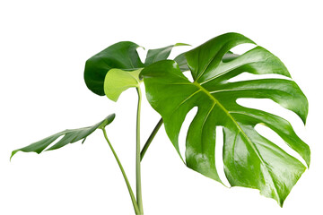 Split leaf philodendron, monstera plant element transparent png © Rawpixel.com