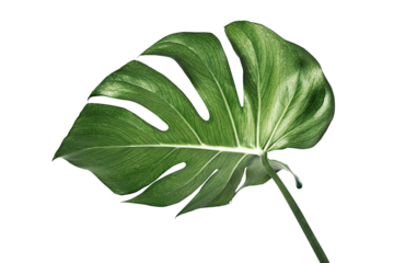 Split leaf philodendron, monstera plant element transparent png