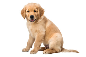 A single golden retriever puppy, sitting pose, isolated on transparent background