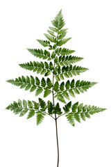 Fresh green leatherleaf fern transparent png