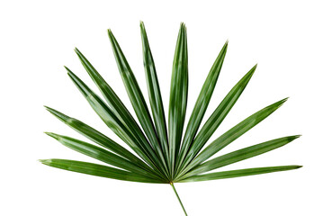 Fresh green palm leaf transparent png