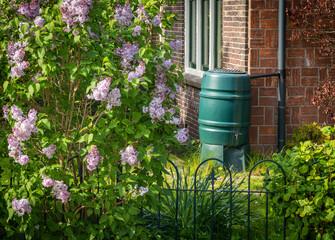 Rain barrel in the garden, rainwater  harvesting and reusage
