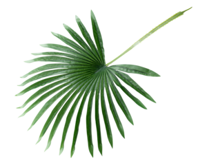 Fresh green palm leaf design element