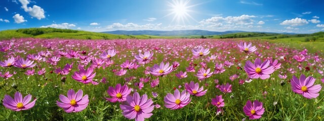 Obraz na płótnie Canvas Beautiful cosmos pink flowers blooming in garden against the bright blue sky. Cosmos Flower field on blue sky background,spring season flowers