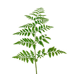 Fresh green leatherleaf fern transparent png