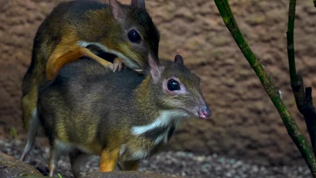 Two javan mouse deer are mating under a tree and on a sunny day 