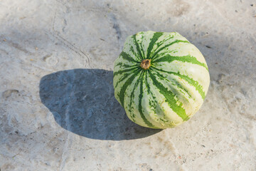Green decorative pumpkin on a gray background with shadow. Autumn harvest