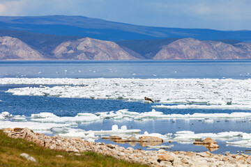 Beautiful spring landscape with ice drift on Baikal Lake in May sunny day. Wild seal or nerpa bask in the sun on melting ice floes near coast of Olkhon Island. Spring travels. Natural background