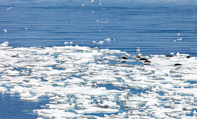 Ice drift on Baikal Lake. Wild seals or nerpa bask in sun on melting ice floes and swim on them in wind on spring day. Animals in their natural habitat. Beautiful spring landscape. Natural background