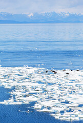 Ice drift on Baikal Lake in May. Tourists love to watch how wild seals or nerpa bask in sun and swim on melting ice floes in wind across blue water. Animals in natural habitat. Scenic spring landscape