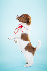 cute small jack russel terrier puppy portrait on blue background