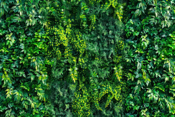 Artificial vertical green garden decoration on the wall for nature background.