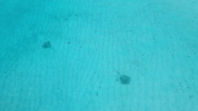 Stingray underwater in Maldives. Sting rays swimming in blue ocean, aerial view