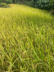 green,fruits,fruit,plant,paddy,yellow