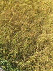 green,fruits,fruit,plant,paddy,yellow