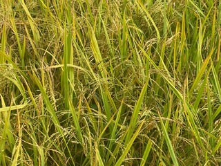 green,fruits,fruit,plant,paddy,yellow