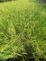 green,fruits,fruit,plant,paddy,yellow