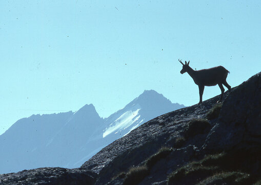 chamois in valnontey in cogne in italy