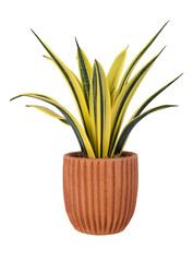 Snake plant png mockup in a terracotta pot home decor