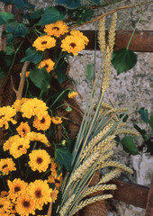 flowers in the garden