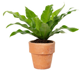 Birds nest fern plant png mockup in a terracotta pot home decor object